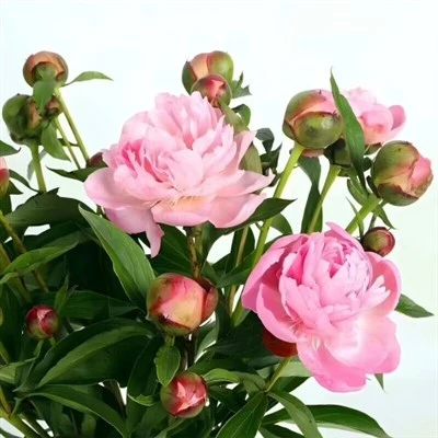 Pionia rosa ciuri tagghiati frischi